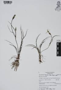 Sisyrinchium tenuifolium image